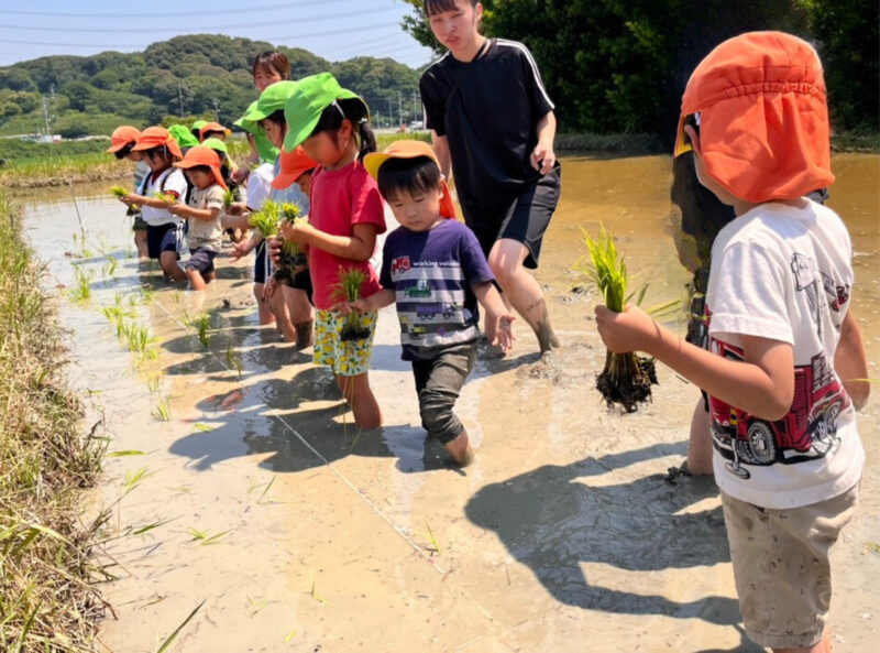 田植え体験で泥の中を歩く子どもたち